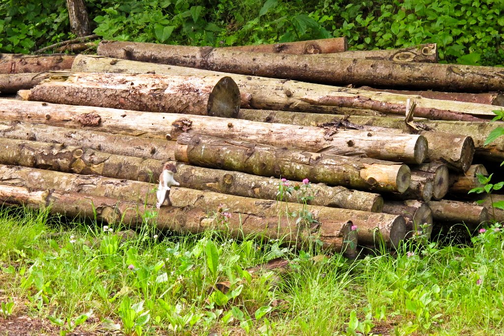 01_ junge Wiesel beim Zugang zur Klamm.jpg